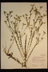 Lessingia leptoclada image